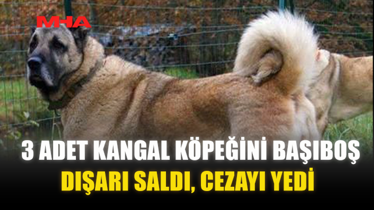 3 ADET KANGAL KÖPEĞİNİ BAŞIBOŞ DIŞARI SALDI‚ CEZAYI YEDİ