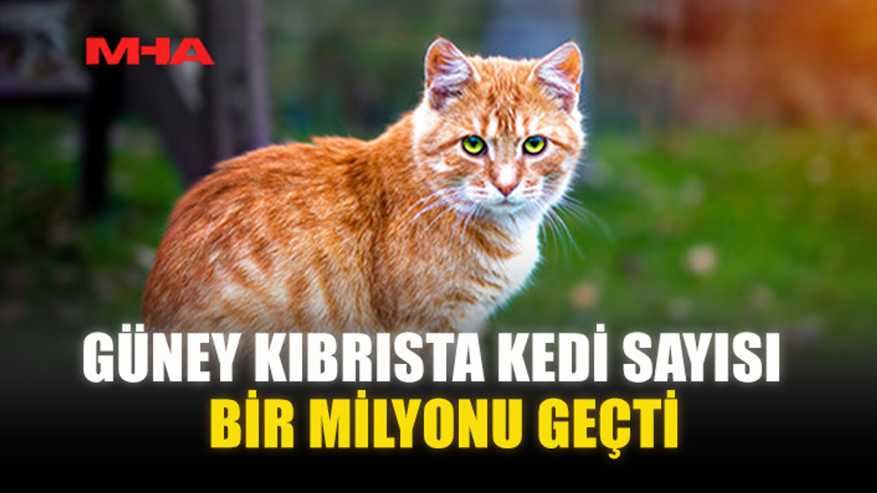 GÜNEY KIBRISTA KEDİ SAYISI BİR MİLYONU GEÇTİ