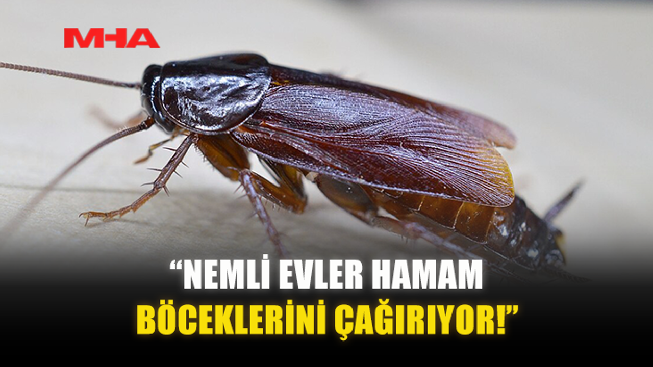 “NEMLİ EVLER HAMAM BÖCEKLERİNİ ÇAĞIRIYOR!”