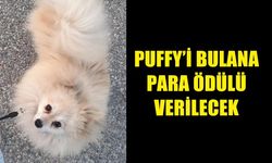 PUFFY ARANIYOR! BULUNMASINA YARDIMCI OLANA PARA ÖDÜLÜ VERİLECEK