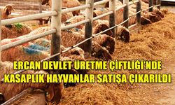 ERCAN DEVLET ÜRETME ÇİFTLİĞİ’NDE KASAPLIK HAYVANLAR SATIŞA ÇIKARILDI