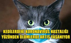 KEDİLERDEKİ KORONAVİRÜS HASTALIĞI YÜZÜNDEN ÖLÜMLERDE ARTIŞ YAŞANIYOR