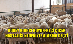 GÜNEY KIBRIS'TA ÇİFTLİK HAYVANLARINA ÇİÇEK HASTALIĞI ÖNLEMİ