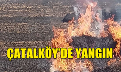 ÇATALKÖY’DE 50 ADET BALYA YANDI