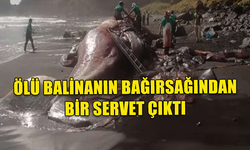 ÖLÜ BALİNANIN BAĞIRSAĞINDAN 14 MİLYON TL DEĞERİNDE BİR SERVET ÇIKTI