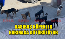 GAZİMAĞUSA BELEDİYESİ SOKAK KÖPEKLERİNİ TOPLAYIP BARINAĞA YERLEŞTİRİYOR