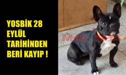 GAZİMAĞUSA'DA EVLERİNİN ÖNÜNDEN KÖPEKLERİ ÇALINAN AİLE YARDIM ÇAĞRISINDA BULUNDU