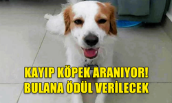 GÖNYELİ'DE KAYBOLAN KÖPEK DOCHAS ARANIYOR