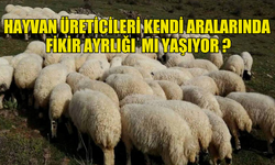 HAYVAN ÜRETİCİLERİ KENDİ ARALARINDA  FİKİR AYRLIĞI  MI YAŞIYOR ?