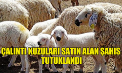 ÇALINTI KUZULARI SATIN ALAN ŞAHIS  TUTUKLANDI