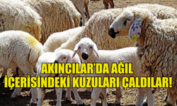 AKINCILAR'DA AĞIL İÇERİSİNDEKİ KUZULARI ÇALDILAR!