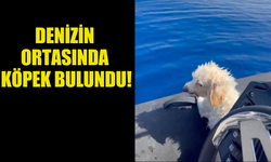 DENİZİN ORTASINDA MAHSUR KALMIŞ HALDE BİR KÖPEK BULUNDU