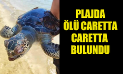 ARKIN PALM BEACH PLAJI’NDA ÖLÜ CARETTA CARETTA BULUNDU