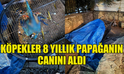 BAŞIBOŞ KÖPEKLER BİR VATANDAŞIN PAPAĞANINI ÖLDÜRDÜ!