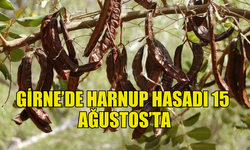 GİRNE’DE HARNUP HASADI 15 AĞUSTOS’TA BAŞLIYOR