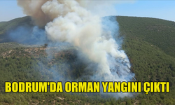 BODRUM'DA ORMAN YANGINI MEYDANA GELDİ