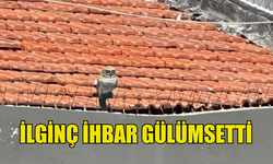 TAŞKENT DOĞA PARKI’NA GELEN İHBARDA BAYKUŞUN MAKET OLDUĞU ANLAŞILDI