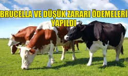 BRUCELLA VE DÜŞÜK ZARARI ÖDEMELERİNİN YAPILDIĞI DUYURULDU