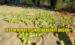 ZEYTİN REKOLTESİNDE BEKLENTİ DÜŞÜK