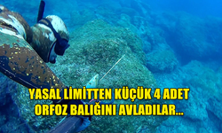 YASAL LİMİTTEN KÜÇÜK 4 ADET ORFOZ BALIĞINI AVLADILAR...