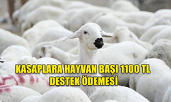 KASAPLARA HAYVAN BAŞI 1100 TL DESTEK ÖDEMESİ YAPILDI