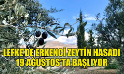 LEFKE’DE ERKENCİ ZEYTİN 19 AĞUSTOS, YERLİ ZEYTİN HASADI 2 EYLÜL’DE