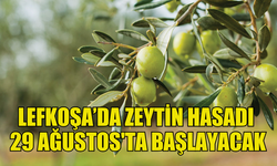 LEFKOŞA’DA ZEYTİN HASADININ TARİHİ BELİRLENDİ