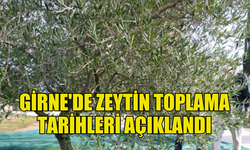 GİRNE'DE ZEYTİN TOPLAMA TARİHLERİ BELİRLENDİ