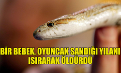 HİNDİSTAN'DA BİR BEBEK, OYUNCAK SANDIĞI YILANI ISIRARAK ÖLDÜRDÜ