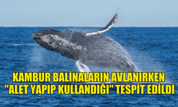 ARAŞTIRMACILAR  KAMBUR BALİNALARIN AVLANIRKEN "ALET YAPIP KULLANDIĞI" TESPİT ETTİ