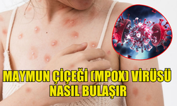 MAYMUN ÇİÇEĞİ (MPOX) VİRÜSÜ: BİLİNMESİ GEREKENLER