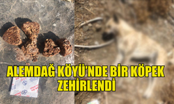 ALEMDAĞ KÖYÜNDE KÖPEK ZEHİRLENDİ: PARMAK İZİ İNCELEMESİ YAPILACAK