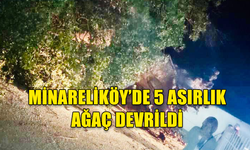 MİNARELİKÖY'DE 500 YILLIK AĞAÇ DEVRİLDİ