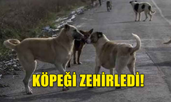 GEMİKONAĞI'NDA KÖPEĞİ ÖLDÜREN ŞAHIS TESPİT EDİLDİ