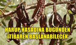 GÜZELYURT’TA ZEYTİN VE HARUP HASADINA BAŞLAMA TARİHLERİ AÇIKLANDI