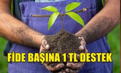 TARIM VE DOĞAL KAYNAKLAR BAKANLIĞI'NDAN SEBZE ÜRETİCİLERİNE FİDE BAŞI 1 TL DESTEK