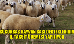 2024 YILI KÜÇÜKBAŞ HAYVAN BAŞI DESTEKLERİNİN II. TAKSİT ÖDEMESİ YAPILIYOR