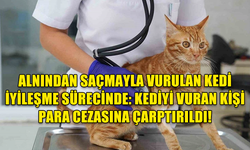 ALNINDAN SAÇMAYLA VURULAN KEDİ İYİLEŞME SÜRECİNDE: KEDİYİ VURAN KİŞİ PARA CEZASINA ÇARPTIRILDI!