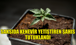 GÖNYELİ'DE SAKSIDA KENEVİR YETİŞTİREN ŞAHIS TUTUKLANDI