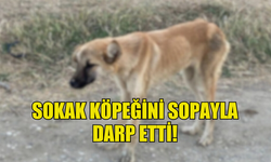 BOSTANCI’DA KÖPEĞE ŞİDDET UYGULAYAN ŞAHIS TEMİNATA BAĞLANDI