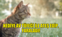 DİPKARPAZ’DA HAVA TÜFEĞİ İLE KEDİYE ATEŞ AÇAN ŞAHIS TUTUKLANDI