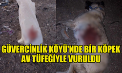 GÜVERCİNLİK KÖYÜ'NDE KORKUNÇ OLAY: KÖPEK AV TÜFEĞİYLE KATLEDİLDİ