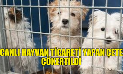 GÜNEYDE  CANLI HAYVAN TİCARETİ YAPAN ÇETE ÇÖKERTİLDİ