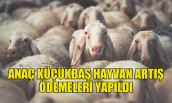 KÜÇÜKBAŞ YETİŞTİRİCİSİNE DESTEK ÖDEMESİ YAPILDI