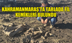 KAHRAMANMARAŞ'TA BUĞDAY EKİMİ SIRASINDA FİL KEMİKLERİ BULUNDU