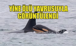 YASLI ORKA TAHTLEQUAH YİNE ÖLÜ YAVRUSUYLA GÖRÜNTÜLENDİ