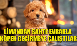 KKTC’YE SAHTE EVRAKLA KÖPEK GEÇİRMEYE ÇALIŞAN İKİ ŞAHIS TUTUKLANDI