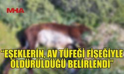 POLİS: 14 YABAN EŞEĞİ AV TÜFEĞİ FİŞEĞİYLE ÖLDÜRÜLDÜ