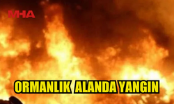 BADEMLİKÖY’DE ORMAN YANGINI