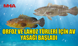 ORFOZ VE LAHOZ TÜRLERİ İÇİN AV YASAĞI BAŞLADI